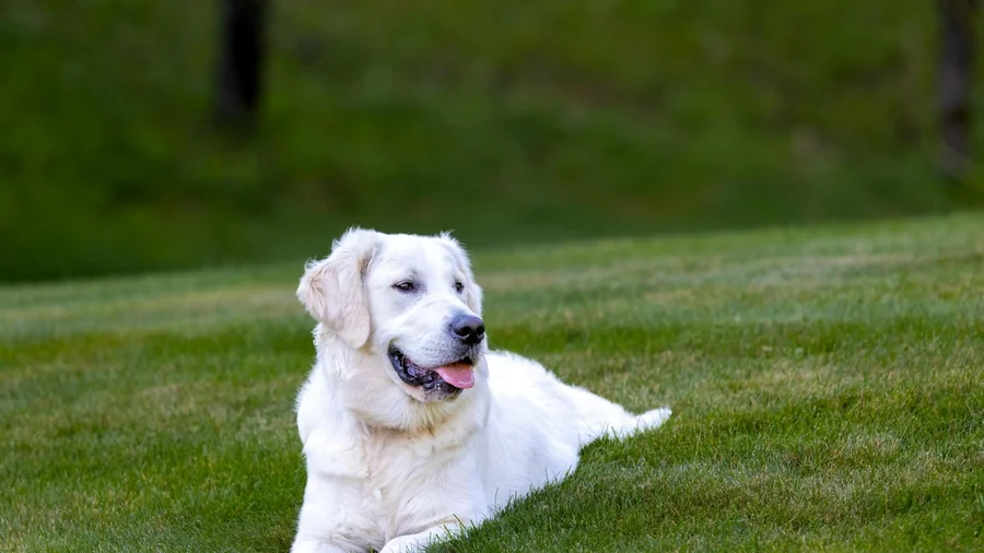 Golden Retriever detay 1