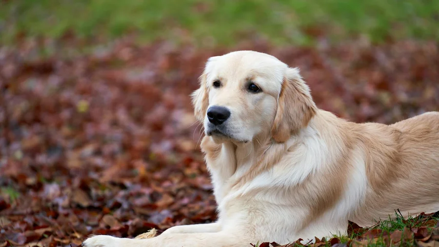 Golden Retriever detay 2