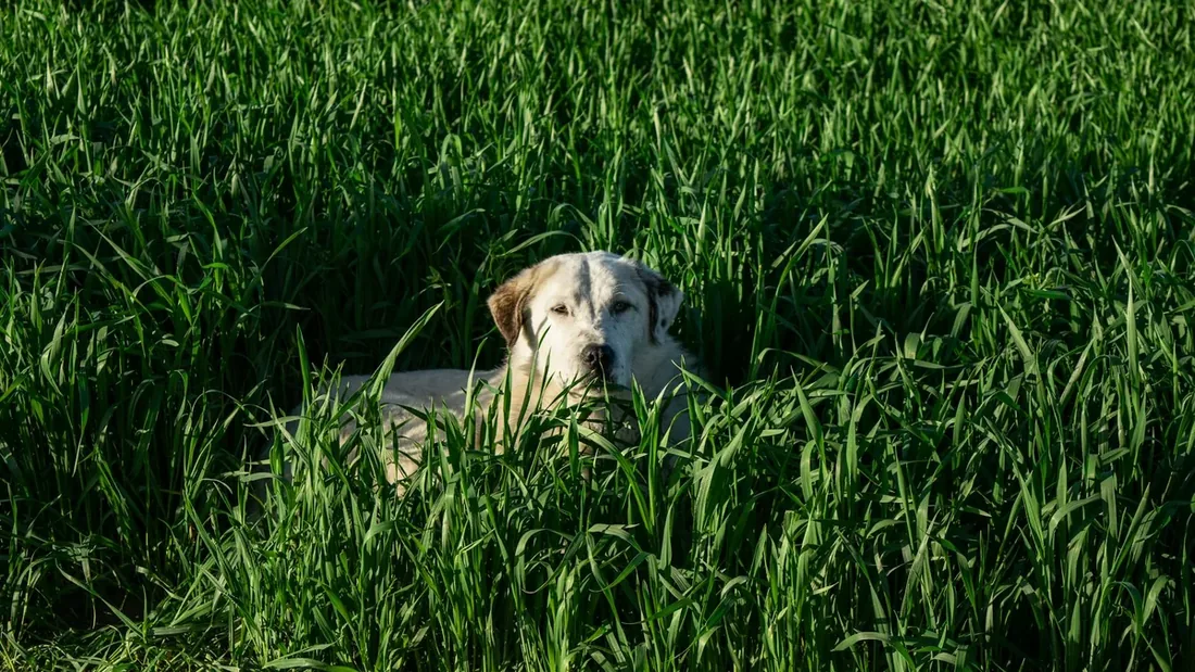 Köpekler Neden Çimen Yer? Her Sahibin Merak Ettiği 7 Şaşırtıcı Gerçek