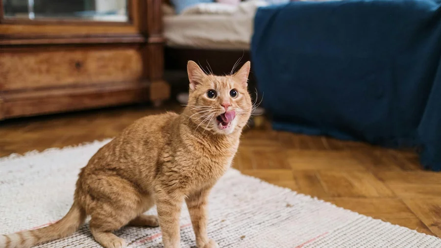 evcil kedi an detay 2