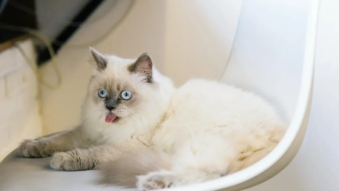 Sadece Kedi Sahiplerinin Anlayabileceği 13 An