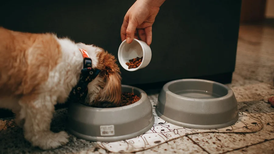 köpek beslenme uyarısı detay 1