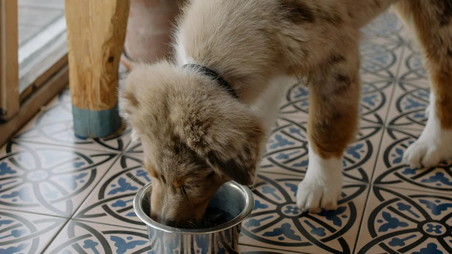 köpek beslenme uyarısı detay 2