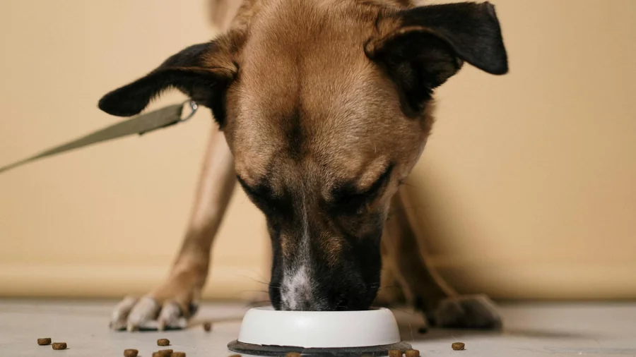 köpek beslenme uyarısı detay 3