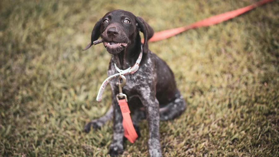 yavru köpek tuvalet eğitimi detay 3