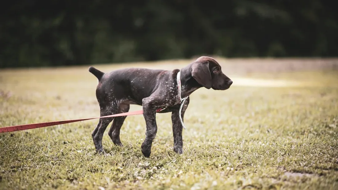 Yavru Köpeğe 14 Günde Tuvalet Eğitimi — Adım Adım Rehber