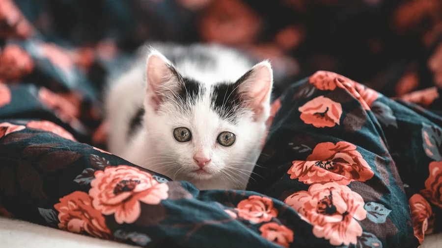 yavru kedi eve getirme detay 1