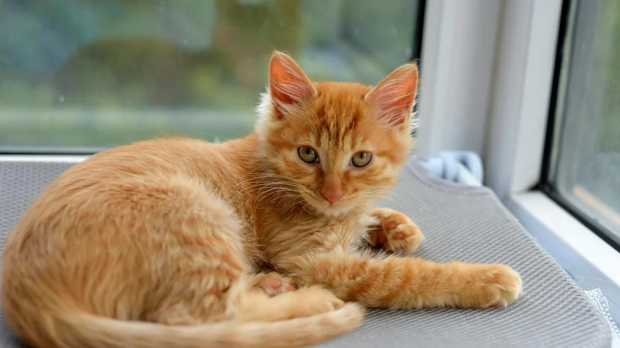 yavru kedi eve getirme detay 2