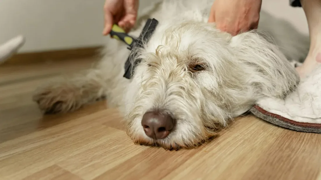 Köpek Tüyü Dökülmesi Nasıl Azaltılır: 9 Etkili Yöntem
