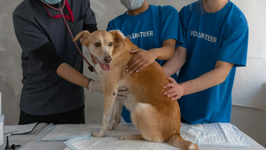 köpek zehirlenme acil detay 1