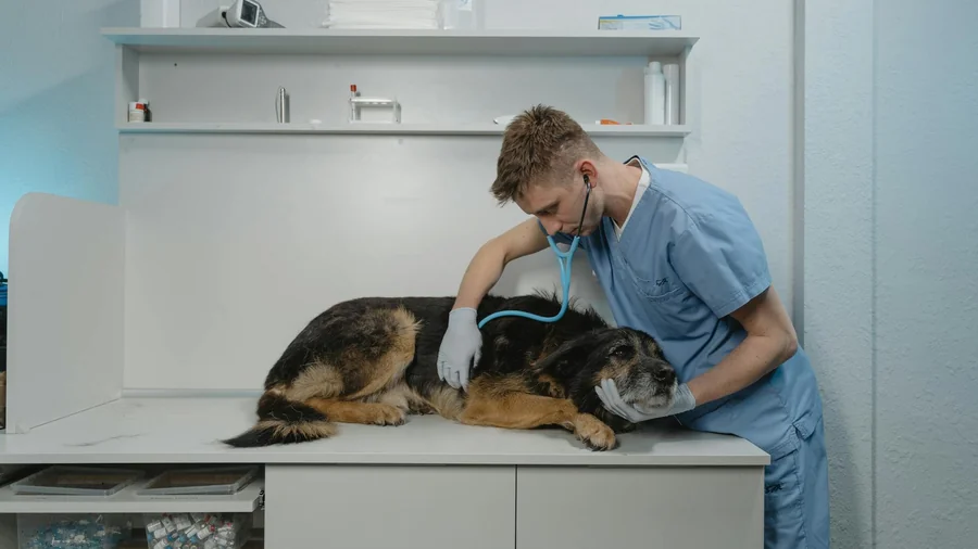 köpek zehirlenme acil detay 2