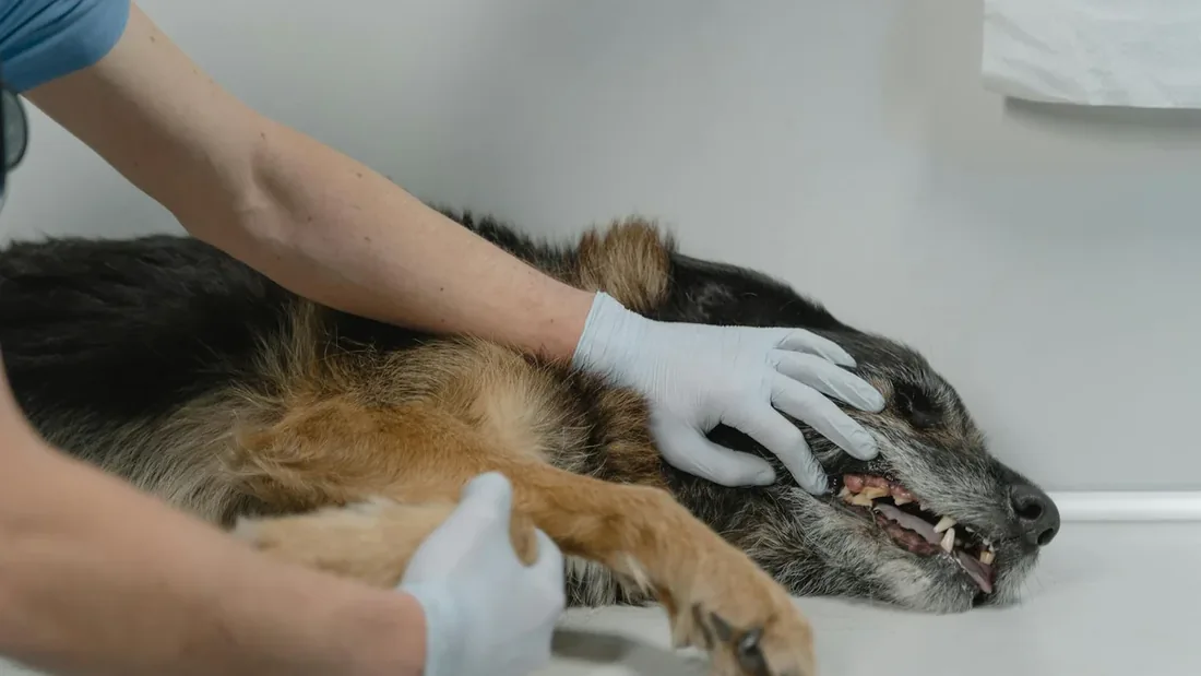 Köpek Zehirlenmesinde İlk 10 Dakika: Dakika Dakika Acil Durum Rehberi
