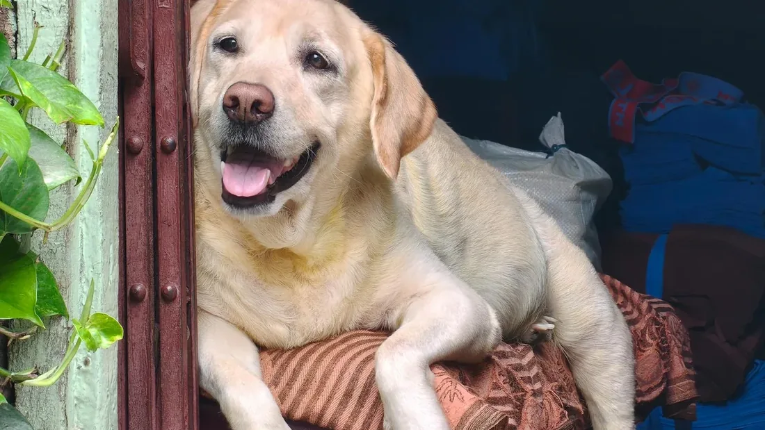 Labrador Retriever Sahiplenmeden Önce Bilmeniz Gereken 14 Gerçek