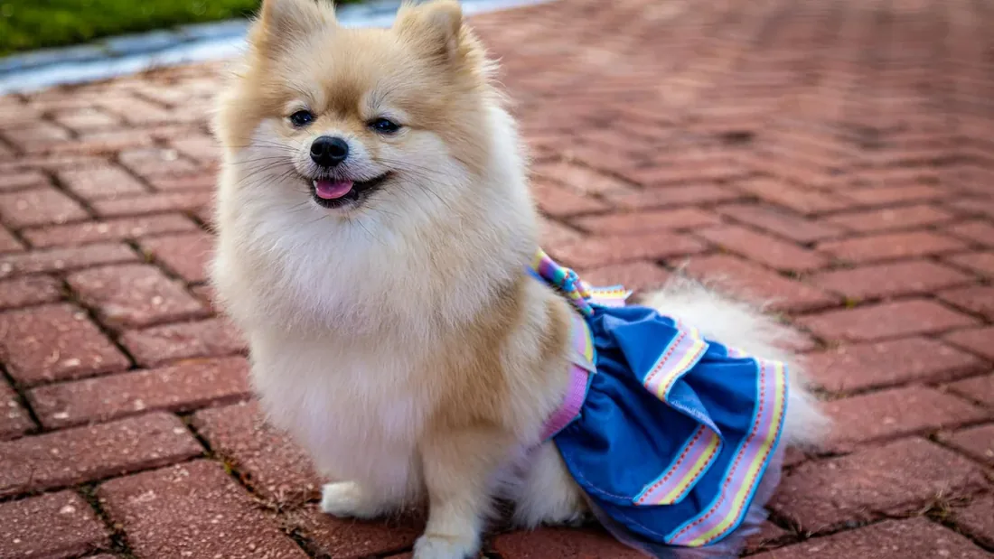 Pomeranian Karakteri: Sahibi Olmadan Önce 12 Kritik Özellik