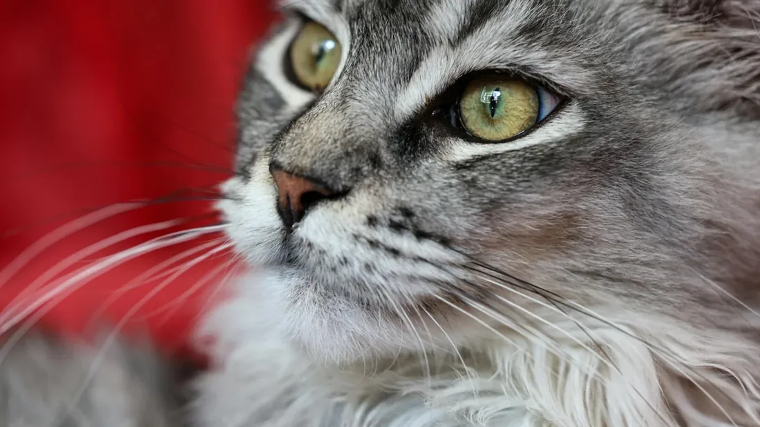 Maine Coon: Dev Kedinin Bilinmeyen 13 Sırrı