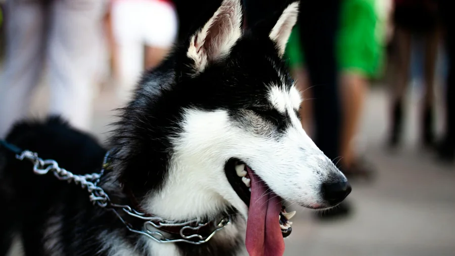 husky sahiplenmeden Önce 11 ciddi uyarı detay 1
