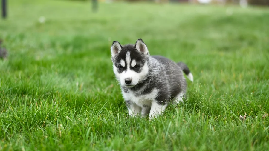 husky sahiplenmeden Önce 11 ciddi uyarı detay 2