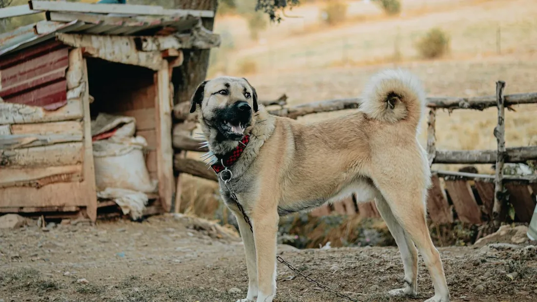 Kangal Köpeği: Türkiye’nin Mirasına Dair 10 Gerçek