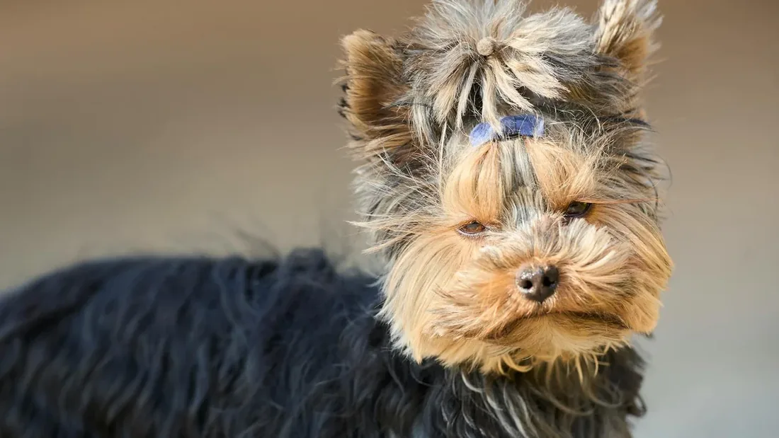 Yorkshire Terrier Karakteri: 10 Şaşırtıcı Özellik