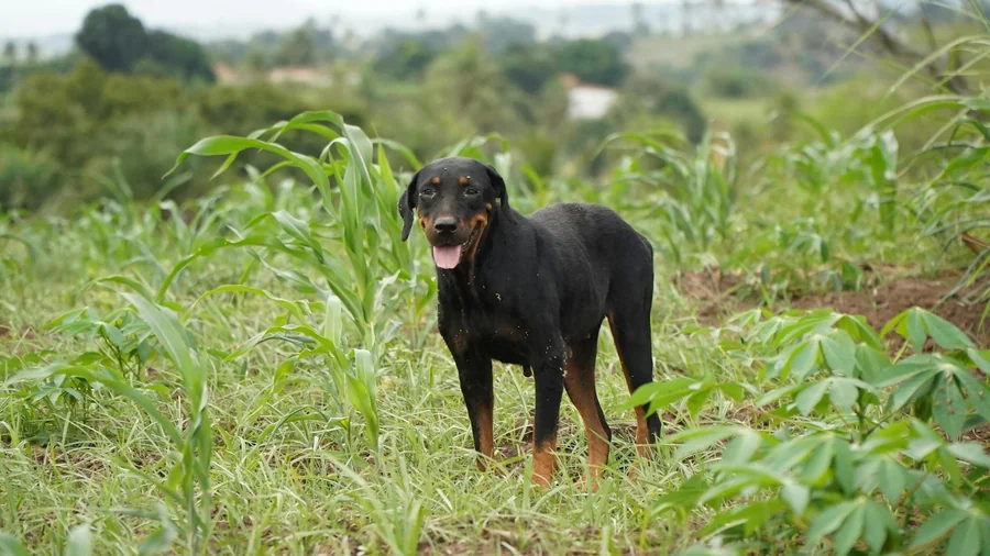 rottweiler: yanlış anlaşılan irkın 12 gerçeği detay 1