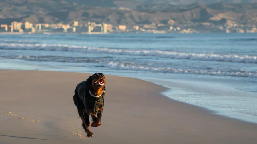 rottweiler: yanlış anlaşılan irkın 12 gerçeği detay 2