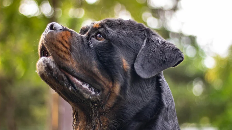 rottweiler: yanlış anlaşılan irkın 12 gerçeği detay 3