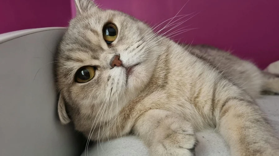 scottish fold: sağlık riskleri ve almadan Önce 9 uyarı detay 1