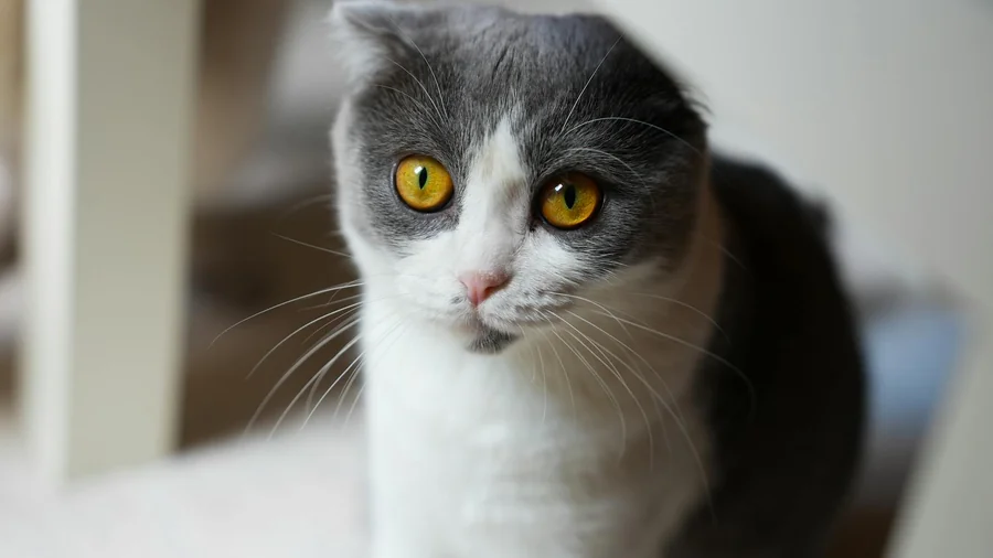 scottish fold: sağlık riskleri ve almadan Önce 9 uyarı detay 2