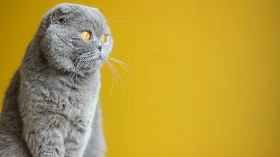 scottish fold: sağlık riskleri ve almadan Önce 9 uyarı detay 3