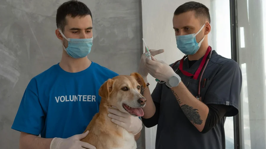 köpek aşı takvimi: yavrudan yaşlılığa komple rehber detay 1