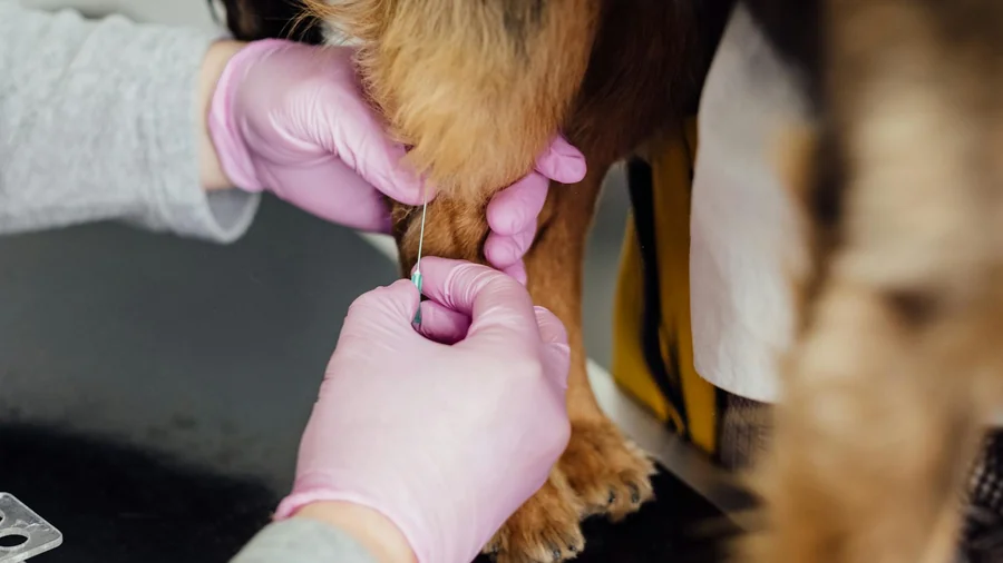 köpek aşı takvimi: yavrudan yaşlılığa komple rehber detay 2