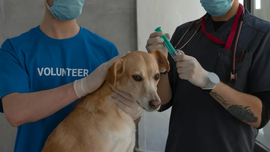 köpek aşı takvimi: yavrudan yaşlılığa komple rehber detay 3