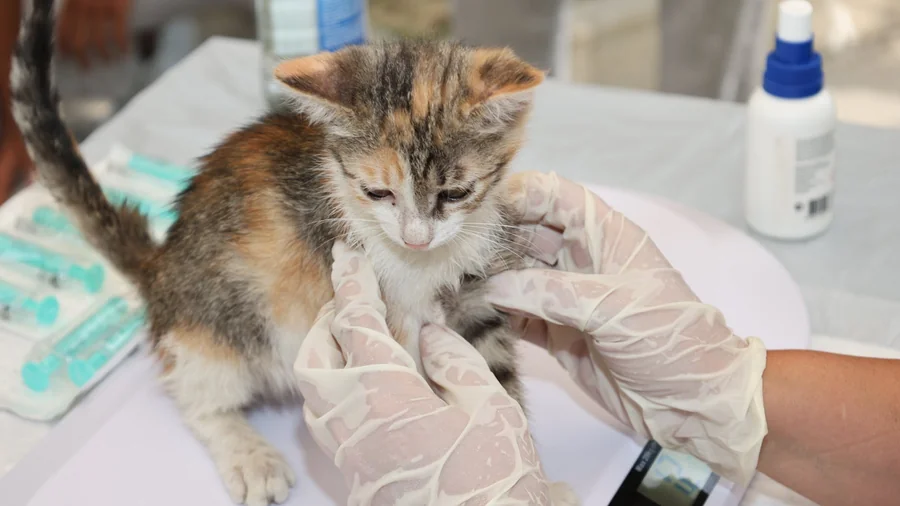 kedi parazit kontrolü: İç ve dış parazitler hakkında 12 gerç detay 1
