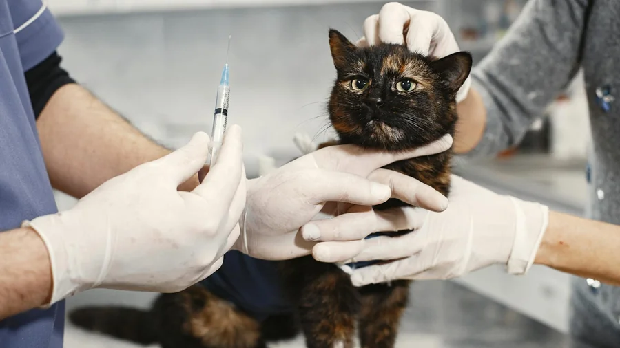 kedi parazit kontrolü: İç ve dış parazitler hakkında 12 gerç detay 2