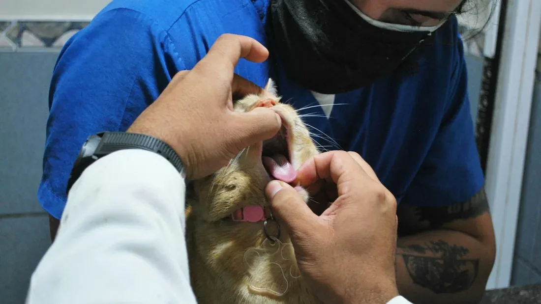 Kedi Parazit Kontrolü: İç ve Dış Parazitler Hakkında 12 Gerçek