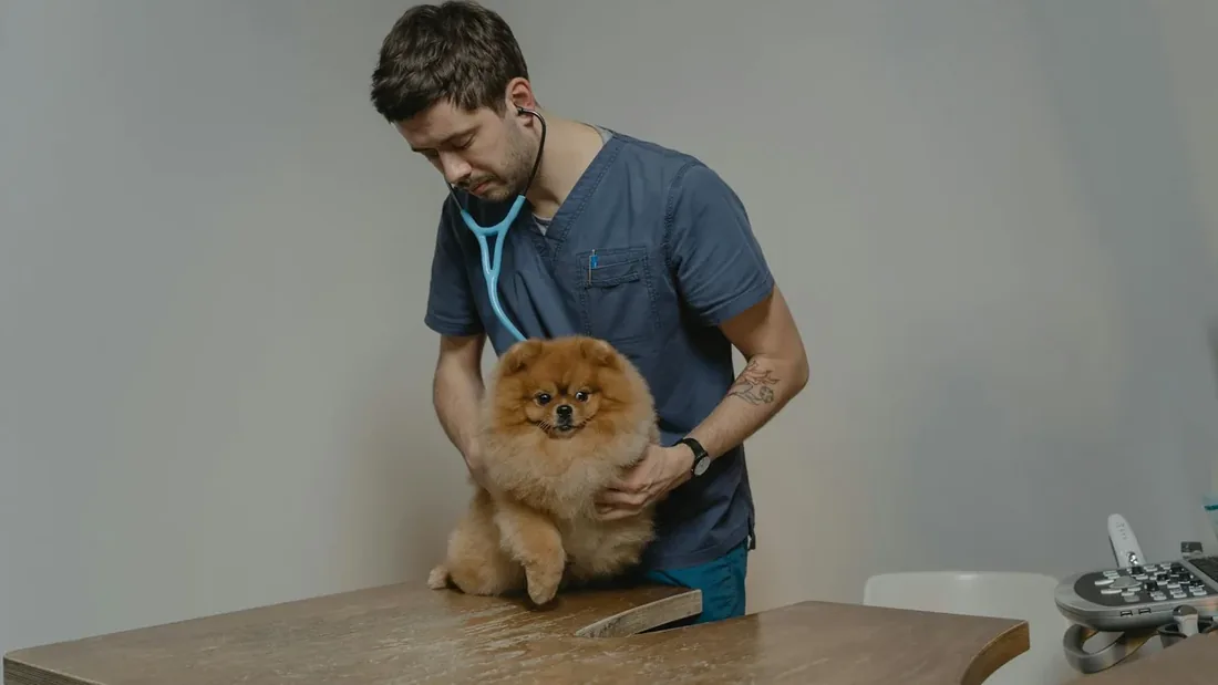 Pet Check-up Rehberi: Yılda Kaç Kez Veteriner Gerekli? 10 Madde
