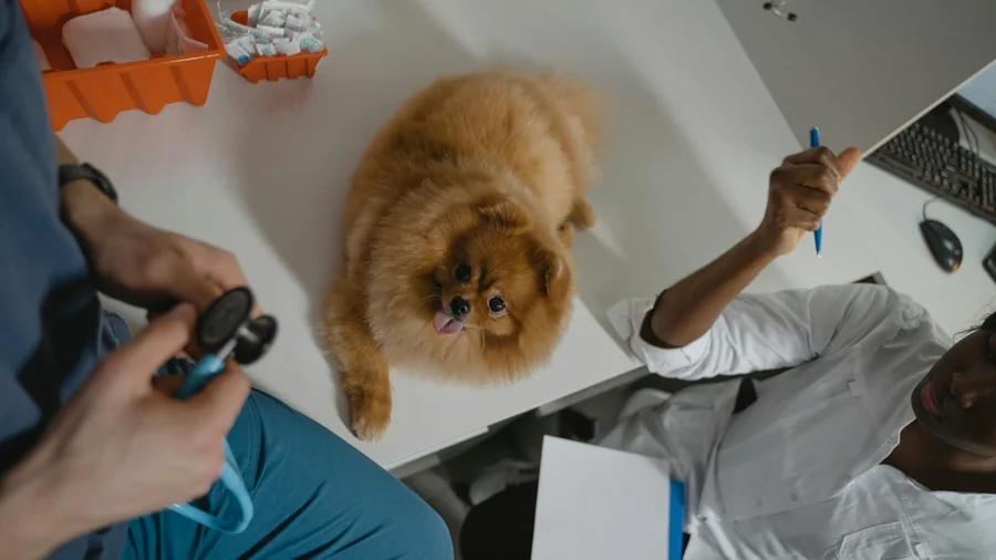 köpek kalp hastalığı: 10 erken uyarı belirtisi detay 1