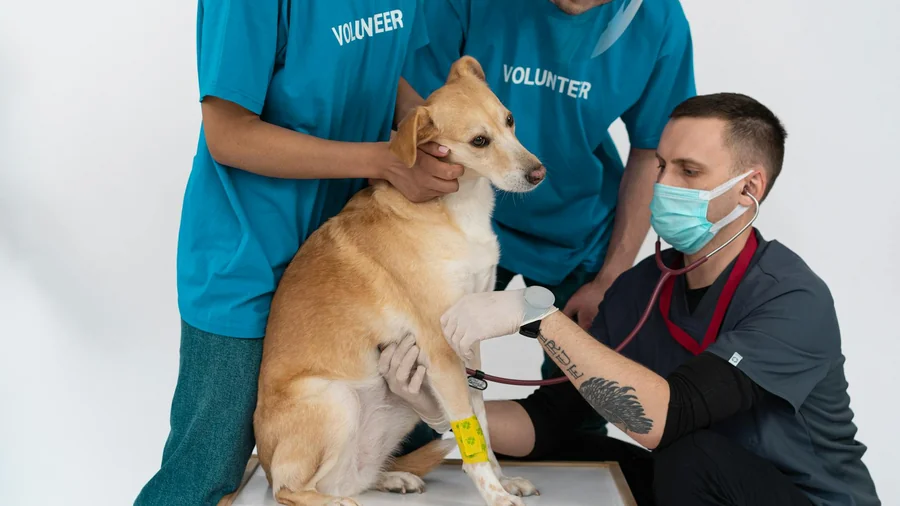 köpek kalp hastalığı: 10 erken uyarı belirtisi detay 3