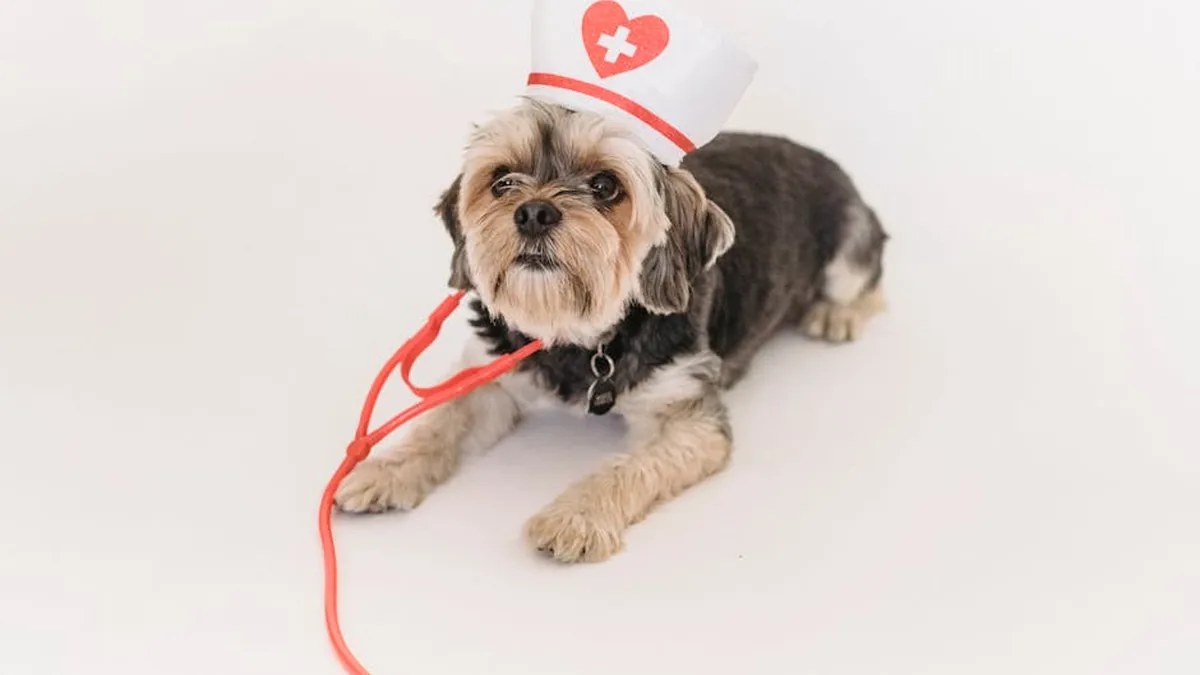 Köpek Kalp Hastalığı: 10 Erken Uyarı Belirtisi
