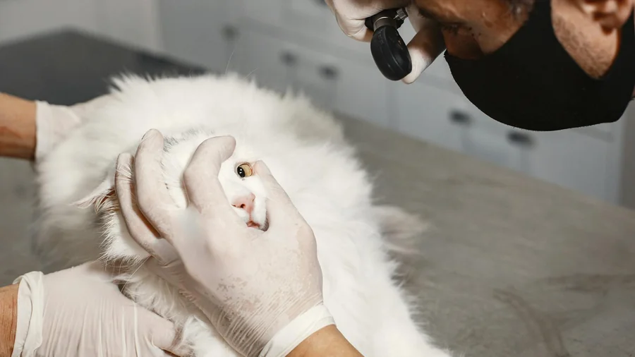 kedi böbrek yetmezliği: 9 erken uyarı sinyali detay 1