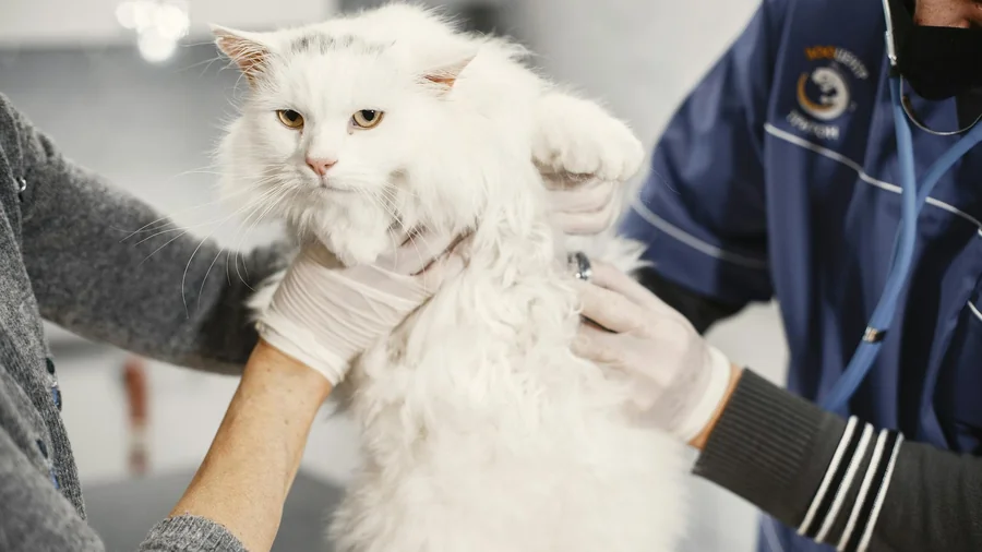 kedi böbrek yetmezliği: 9 erken uyarı sinyali detay 2