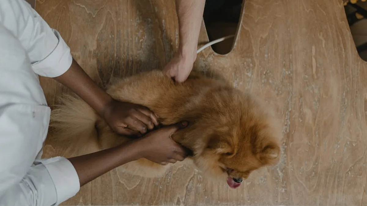 Köpek Diyabeti: Yaşam Boyu Yönetim İçin 12 İpucu