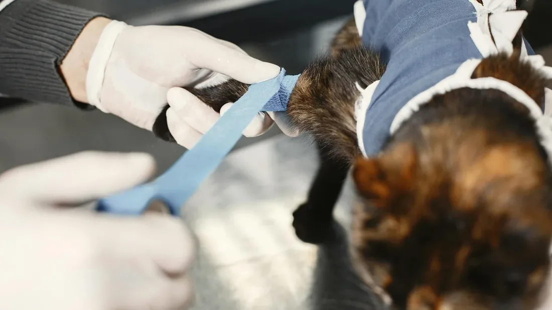 Kedi FIV/FELV Testi: Bilmeniz Gereken 10 Gerçek