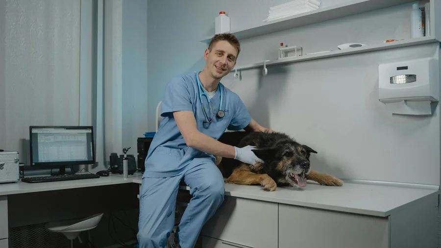 köpek kanseri: 11 erken teşhis belirtisi detay 2
