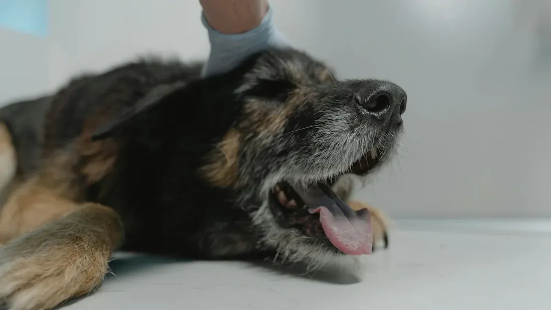 Köpek Kanseri: 11 Erken Teşhis Belirtisi