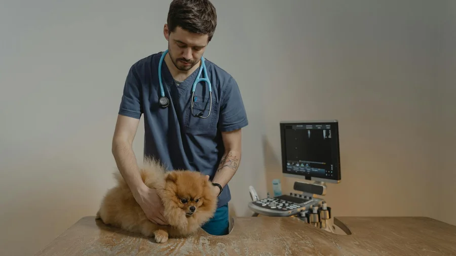 yaşlı pet sağlık kontrolü: 10 kritik adım detay 3