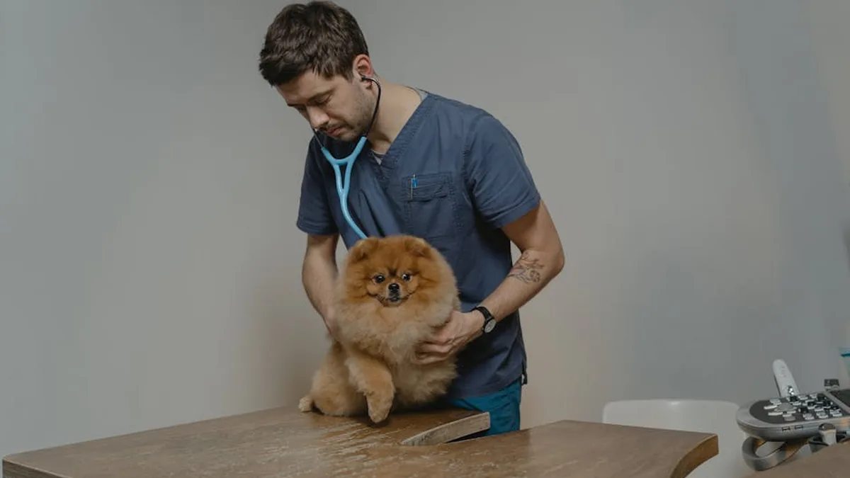Yaşlı Pet Sağlık Kontrolü: 10 Kritik Adım
