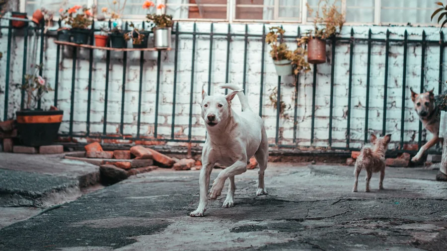 köpeklerin 15 İlginç davranışı ve bilimsel sebepleri detay 2