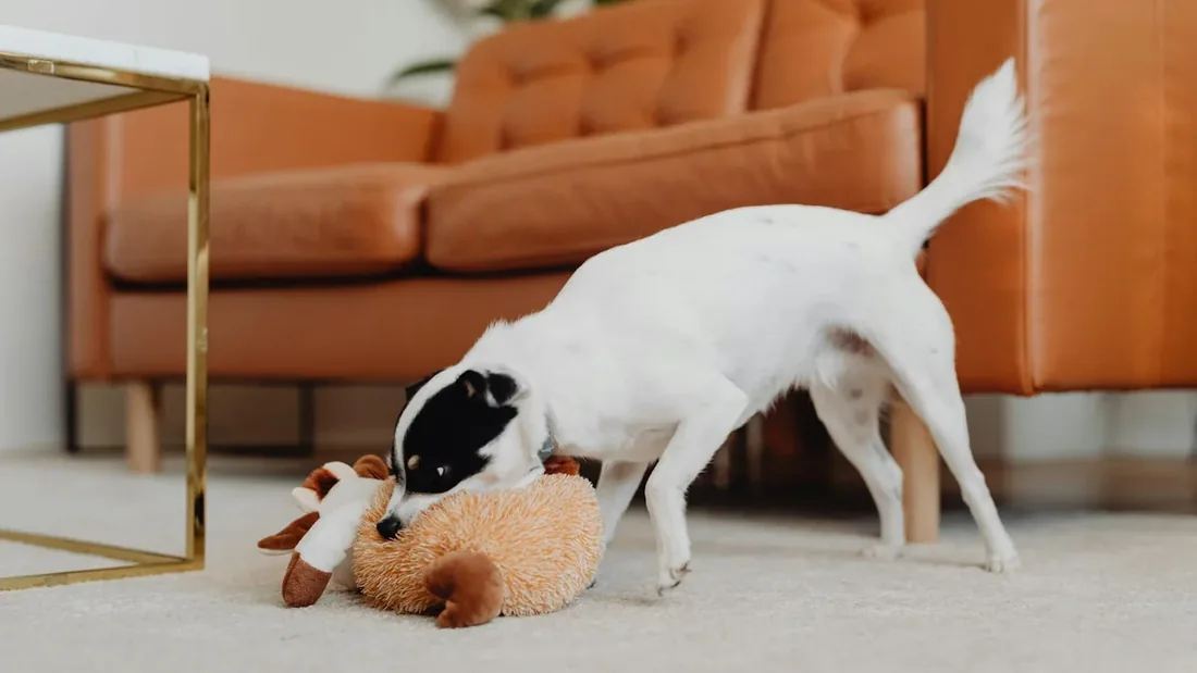 Köpeklerin 15 İlginç Davranışı ve Bilimsel Sebepleri