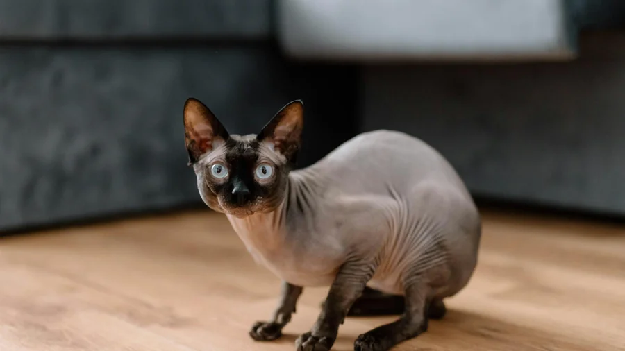 12 kedi irkının Şaşırtıcı gerçekleri detay 1